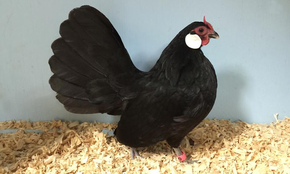 Black Rosecomb Hen owned by William Patterson