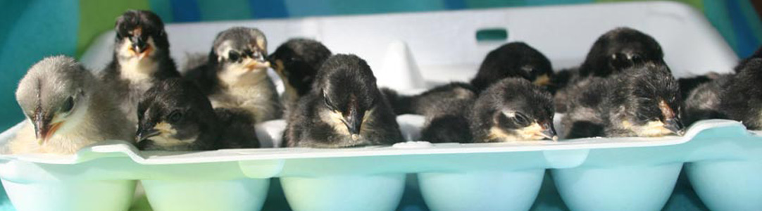 Rosecomb Chicks in an egg carton