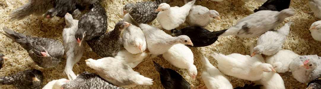 Multi colored group of young Rosecomb chicks