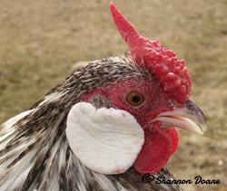 Barred Rosecomb cockerel owned by Shannon Doane