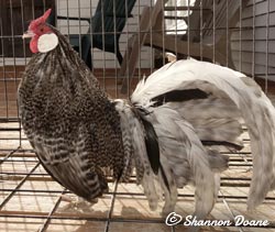 Barred Rosecomb cockerel owned by Shannon Doane