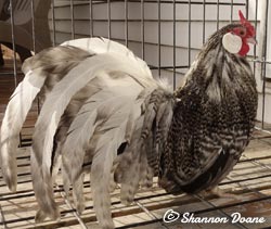 Barred Rosecomb cockerel owned by Shannon Doane