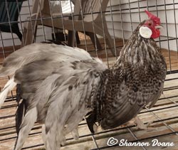 Barred Rosecomb cockerel owned by Shannon Doane
