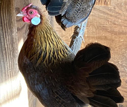 Black Breasted Red Rosecomb hens owned by Katherine Plumber