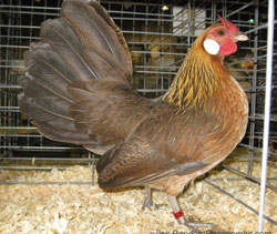 Black Breasted Red Rosecomb pullet owned by Katherine Plumber