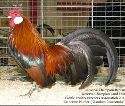 Black Breasted Red Rosecomb cockerel owned and shown by Katherine Plumber