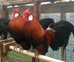 Black Breasted Red Rosecomb cockerel owned by Katherine Plumber