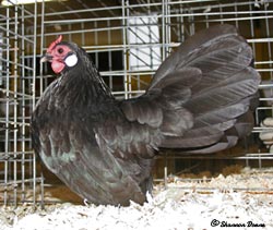 Black Rosecomb pullet owned and shown by Shannon Doane