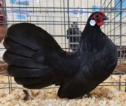 Black Rosecomb pullet owned by Eric Lodes