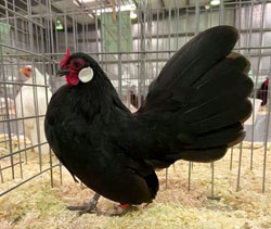 Black Rosecomb pullet owned by Steve Steadman
