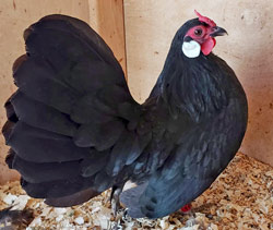 Black Rosecomb pullet owned by Lori Cary