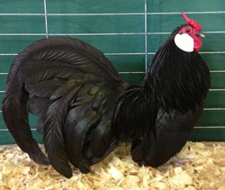 Black Rosecomb cockerel owned and shown by William Patterson