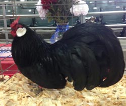 Black Rosecomb cockerel owned and shown by William Patterson