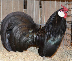 Black Rosecomb cockerel owned by Logan Hill