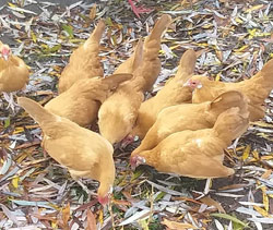 Buff Rosecomb hens owned by Ákos Lázók