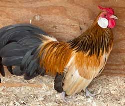 Buff Columbian Rosecomb Cockerel owned by Curtis Geary