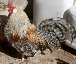 Crele project Rosecomb cockerel owned by Aaron Hamiltone