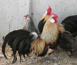 Golden Duckwing Rosecombs owned by Thomas Johnson