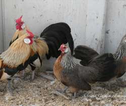 Golden Duckwing Rosecombs owned by Thomas Johnson