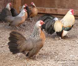 Golden Duckwing Rosecombs owned by Thomas Johnson