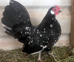 Mottled Rosecomb hen owned by Aaron Hamilton