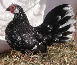 Mottled Rosecomb hen owned by Shannon Doane