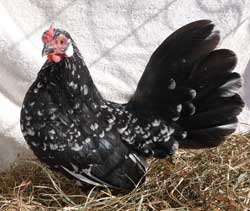 Mottled Rosecomb hen owned by Shannon Doane