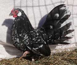 Mottled Rosecomb hen owned by Shannon Doane