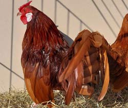 Red Rosecombs owned by Ákos Lázók