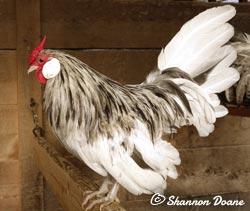 Splash Rosecomb cockerel owned by Shannon Doane