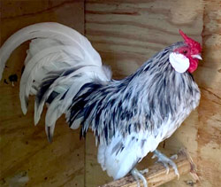 Splash Rosecomb cockerel owned by Timmy Glidewell