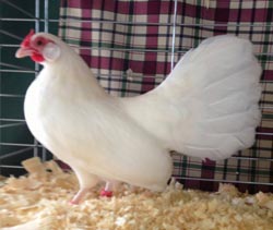 White Rosecomb Hen owned and shown by William Patterson