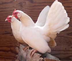 White Rosecomb hen owned by Thomas Johnson