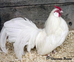 White Rosecomb cockerel owned and shown by Shannon Doane