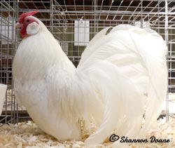 White Rosecomb cockerel owned and shown by Shannon Doane
