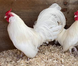 White Rosecomb cockerel owned by Shannon Doane