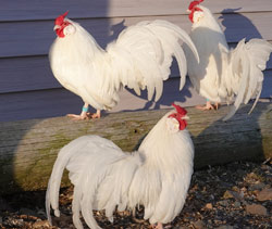 White Rosecomb cockerel ownedn by Curtis Geary