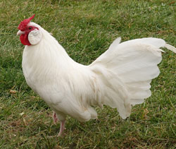 White Rosecomb cockerel ownedn by Shannon Doane